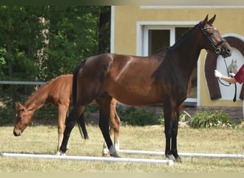 Cavallo da sella tedesco, Giumenta, 11 Anni, 167 cm, Baio