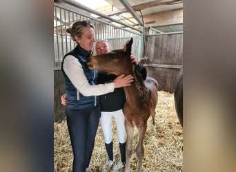 Cavallo da sella tedesco, Giumenta, 11 Anni, 169 cm, Baio