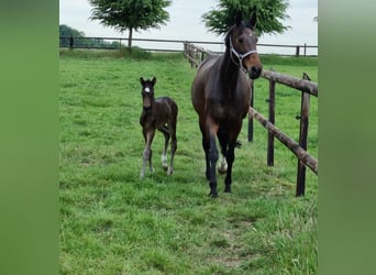 Cavallo da sella tedesco, Giumenta, 11 Anni, 169 cm, Baio