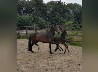 Cavallo da sella tedesco, Giumenta, 11 Anni, 169 cm, Baio