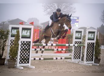 Cavallo da sella tedesco, Giumenta, 11 Anni, 172 cm, Baio