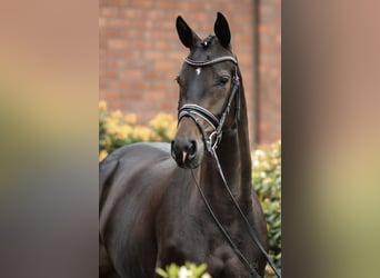 Cavallo da sella tedesco, Giumenta, 12 Anni, 164 cm, Baio scuro