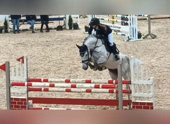 Cavallo da sella tedesco, Giumenta, 12 Anni, 168 cm, Grigio