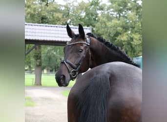 Cavallo da sella tedesco, Giumenta, 12 Anni, 170 cm, Baio scuro