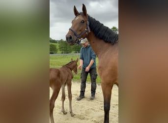 Cavallo da sella tedesco, Giumenta, 12 Anni, 170 cm, Baio