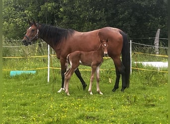 Cavallo da sella tedesco, Giumenta, 12 Anni, 170 cm, Baio