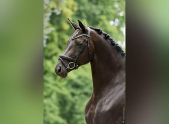 Cavallo da sella tedesco, Giumenta, 12 Anni, 172 cm, Morello