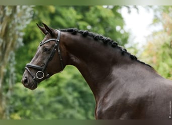 Cavallo da sella tedesco, Giumenta, 12 Anni, 172 cm, Morello