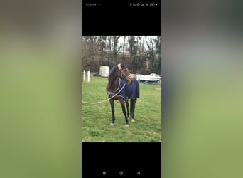 Cavallo da sella tedesco, Giumenta, 13 Anni, 158 cm, Baio