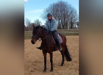 Cavallo da sella tedesco, Giumenta, 13 Anni, 165 cm, Baio scuro