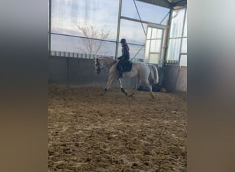 Cavallo da sella tedesco, Giumenta, 14 Anni, 170 cm, Grigio