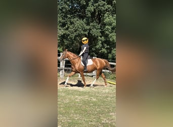 Cavallo da sella tedesco, Giumenta, 14 Anni, Sauro