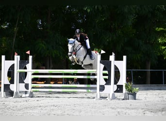 Cavallo da sella tedesco, Giumenta, 15 Anni, 162 cm, Falbo baio