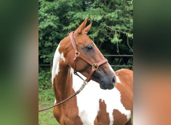 Cavallo da sella tedesco, Giumenta, 15 Anni, 163 cm, Pezzato