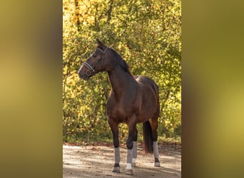 Cavallo da sella tedesco, Giumenta, 15 Anni, 165 cm, Baio scuro