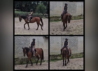 Cavallo da sella tedesco, Giumenta, 16 Anni, 164 cm, Baio