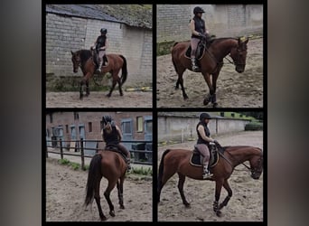 Cavallo da sella tedesco, Giumenta, 16 Anni, 164 cm, Baio