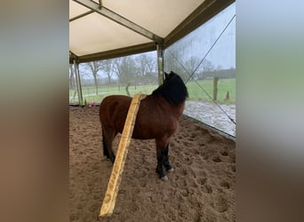 Cavallo da sella tedesco Mix, Giumenta, 17 Anni, 131 cm, Baio