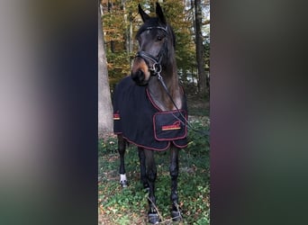 Cavallo da sella tedesco, Giumenta, 18 Anni, 166 cm, Baio