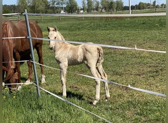 Cavallo da sella tedesco, Giumenta, 1 Anno, 160 cm, Palomino