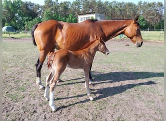 Cavallo da sella tedesco, Giumenta, 1 Anno, 160 cm, Sauro