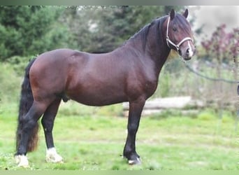 Cavallo da sella tedesco, Giumenta, 1 Anno, 160 cm, Sauro