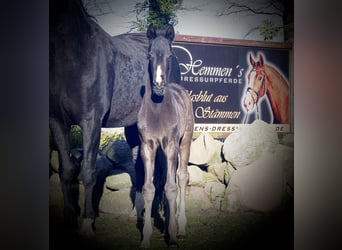 Cavallo da sella tedesco, Giumenta, 1 Anno