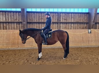 Cavallo da sella tedesco, Giumenta, 20 Anni, 164 cm, Baio