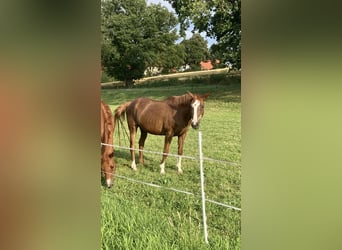 Cavallo da sella tedesco, Giumenta, 27 Anni, 162 cm, Sauro