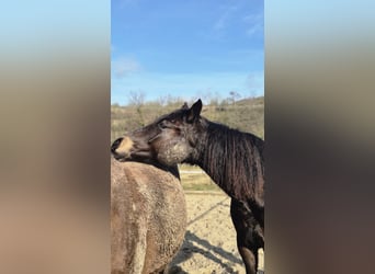 Cavallo da sella tedesco, Giumenta, 2 Anni, 149 cm, Falbo