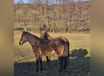 Cavallo da sella tedesco, Giumenta, 2 Anni, 149 cm, Falbo