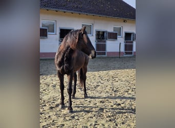 Cavallo da sella tedesco, Giumenta, 2 Anni, 149 cm, Falbo