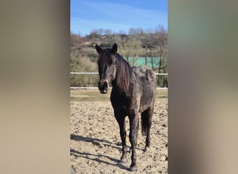 Cavallo da sella tedesco, Giumenta, 2 Anni, 149 cm, Falbo