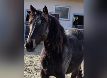 Cavallo da sella tedesco, Giumenta, 2 Anni, 149 cm, Falbo