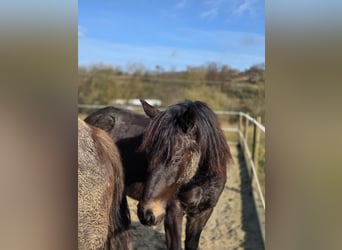 Cavallo da sella tedesco, Giumenta, 2 Anni, 149 cm, Falbo