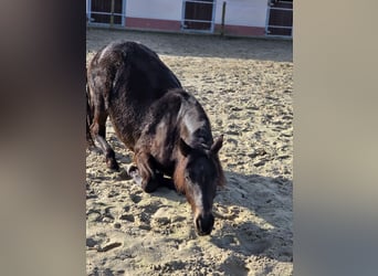 Cavallo da sella tedesco, Giumenta, 2 Anni, 149 cm, Falbo