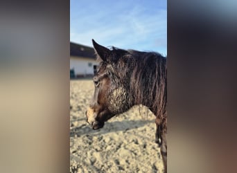 Cavallo da sella tedesco, Giumenta, 2 Anni, 149 cm, Falbo