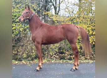 Cavallo da sella tedesco, Giumenta, 2 Anni, 165 cm, Sauro