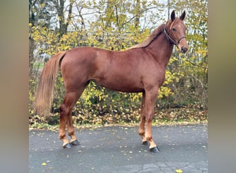 Cavallo da sella tedesco, Giumenta, 2 Anni, 165 cm, Sauro