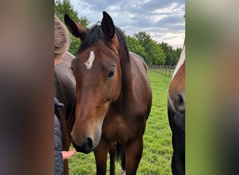Cavallo da sella tedesco, Giumenta, 2 Anni, 175 cm, Baio