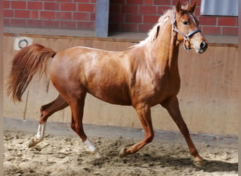 Cavallo da sella tedesco, Giumenta, 3 Anni, 142 cm