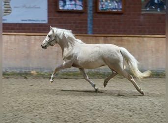 Cavallo da sella tedesco, Giumenta, 3 Anni, 146 cm, Palomino