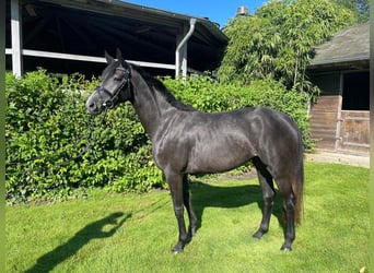 Cavallo da sella tedesco, Giumenta, 3 Anni, 150 cm, Grigio pezzato