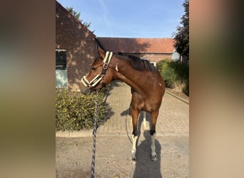 Cavallo da sella tedesco, Giumenta, 3 Anni, 153 cm, Tobiano-tutti i colori
