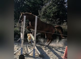 Cavallo da sella tedesco, Giumenta, 3 Anni, 160 cm, Sauro