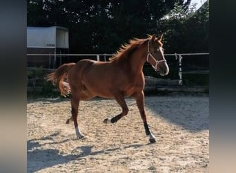 Cavallo da sella tedesco, Giumenta, 3 Anni, 160 cm, Sauro