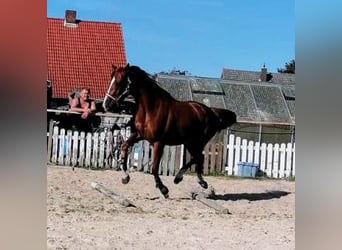 Cavallo da sella tedesco, Giumenta, 3 Anni, 160 cm, Sauro