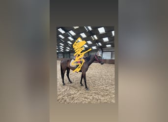 Cavallo da sella tedesco, Giumenta, 3 Anni, 161 cm, Baio scuro