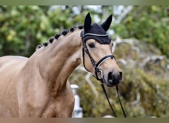 Cavallo da sella tedesco, Giumenta, 3 Anni, 162 cm, Falbo