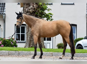 Cavallo da sella tedesco, Giumenta, 3 Anni, 162 cm, Falbo